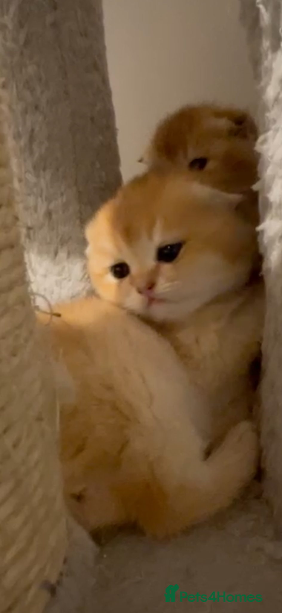 Scottish Fold cats purebred Scottish Fold kittens - Advert 2