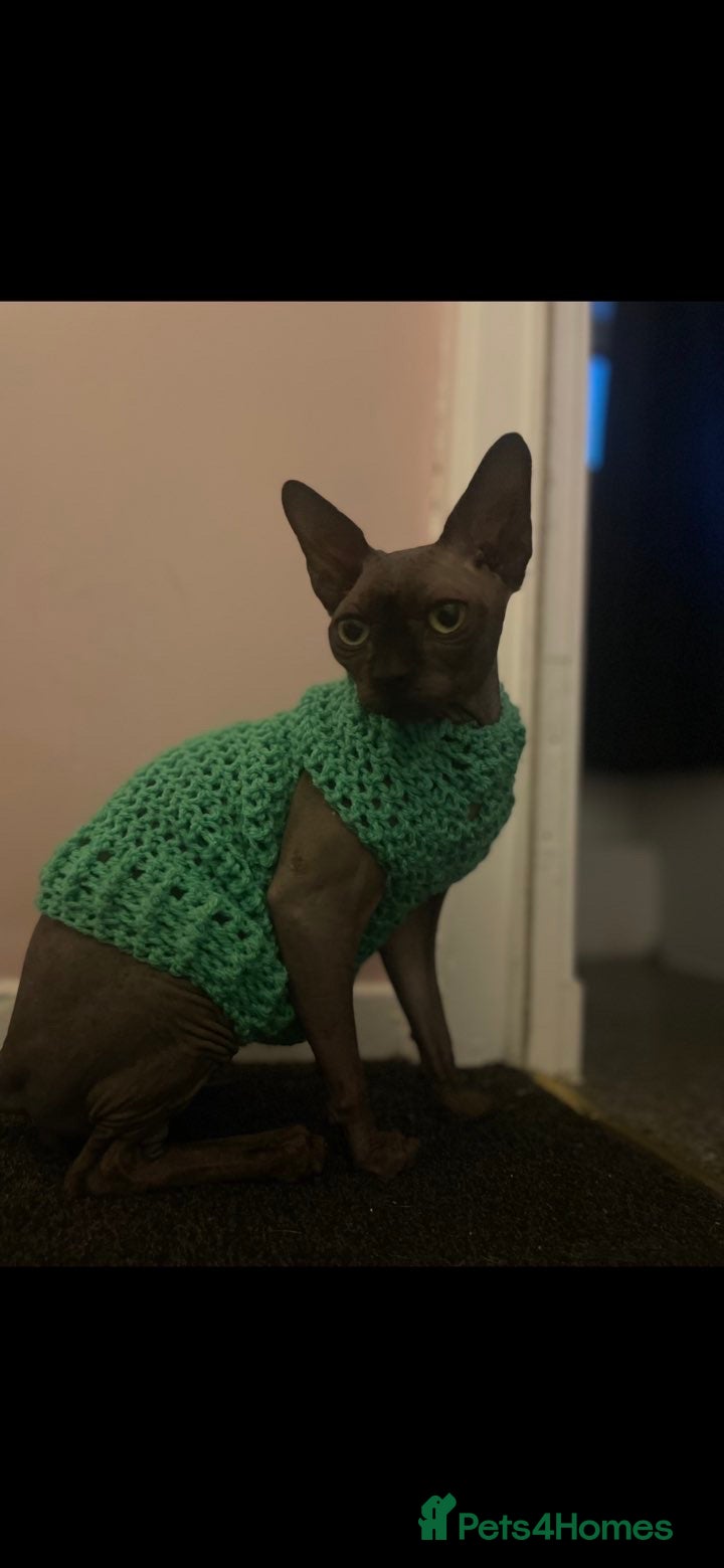 Sphynx cats Stanley  - Advert 2