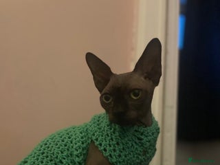 Sphynx cats Stanley - Advert 1