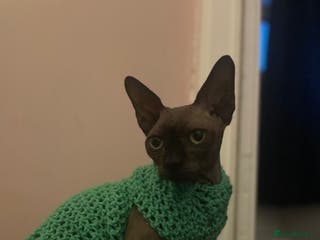 Sphynx cats Stanley - Advert 7