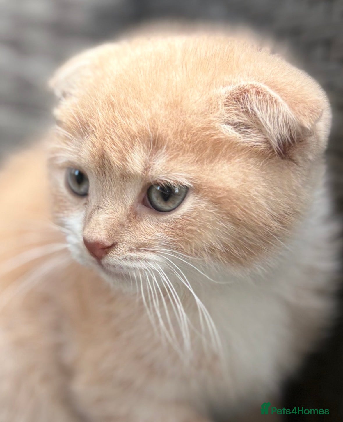 Scottish Fold cats Scottish fold male kittens  - Advert 1