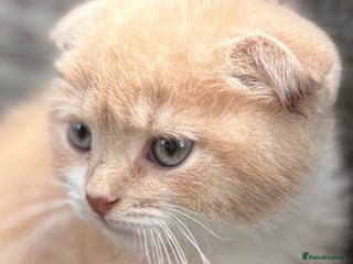 Scottish Fold cats Scottish fold male kittens - Advert 1