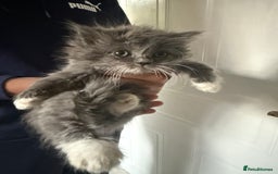 Ragdoll cats for sale: Beautiful Ragdoll kittens  - Image 2
