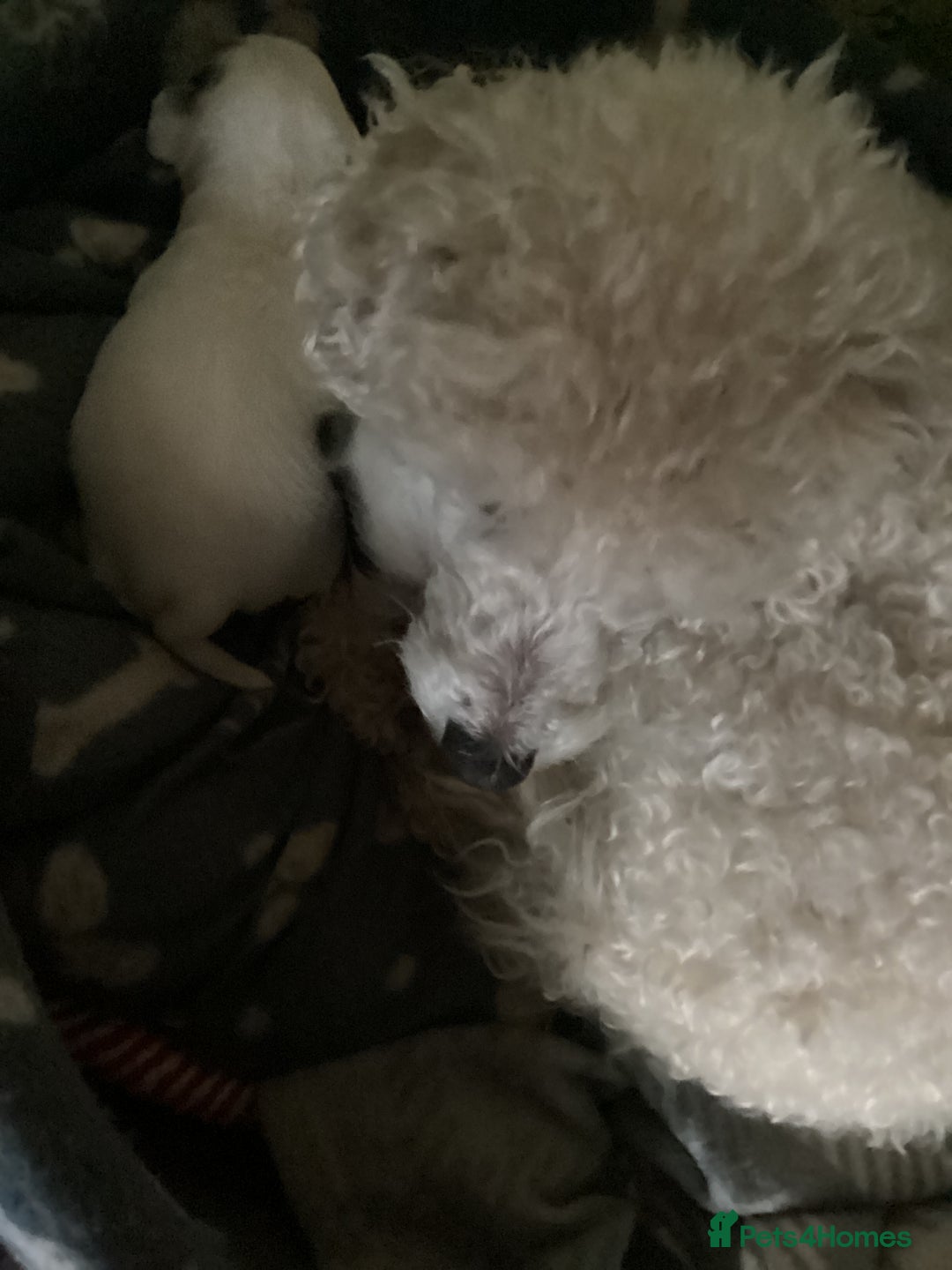 Chipoo dogs for sale: toy poodle X miniature Chihuahua, stunning 2 boys - Advert 11