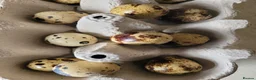 Quail poultry for sale: Fertile Quail Eggs  - Advert 5