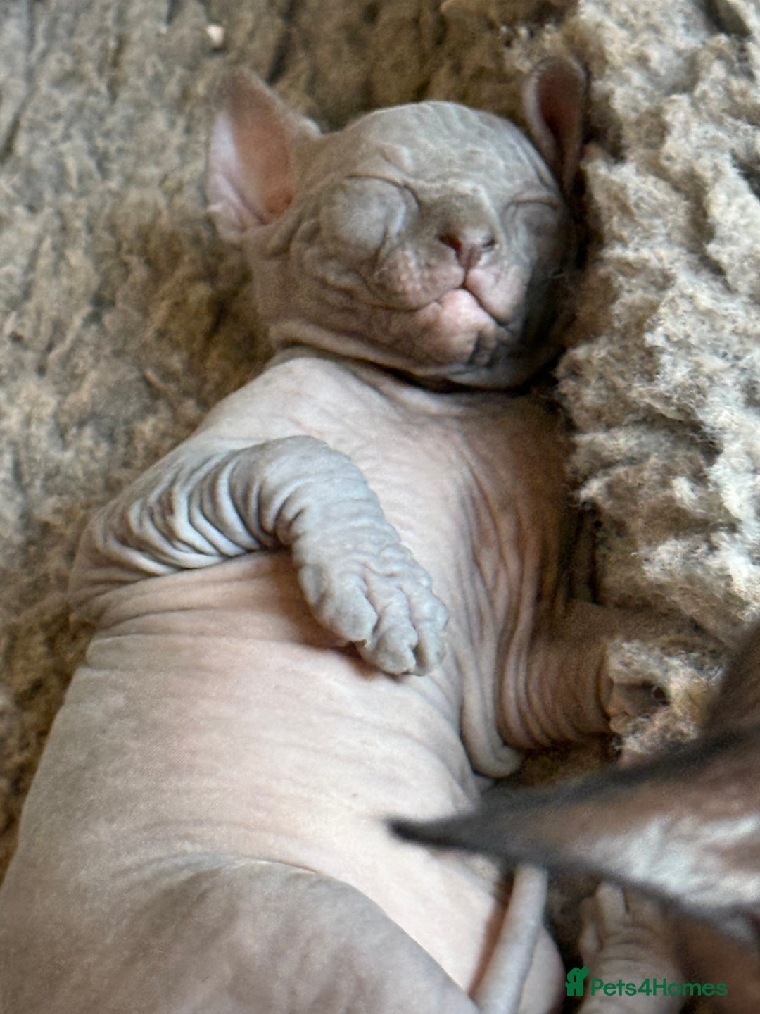 Sphynx cats for sale: ✨ Gorgeous Chunky Sphynx Kittens – Ready Soon! ✨ - Advert 11