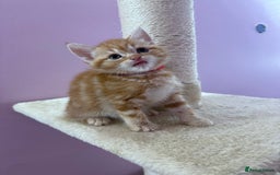 Mixed Breed cats for sale: READ INFO, 8 beautiful ginger kittens. - Image 1