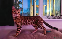 Bengal cats for sale: Pedigree Health Tested TICA Bengal Kittens - Image 27