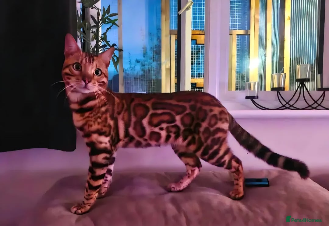 Bengal cats for sale: Pedigree Health Tested TICA Bengal Kittens - Image 27
