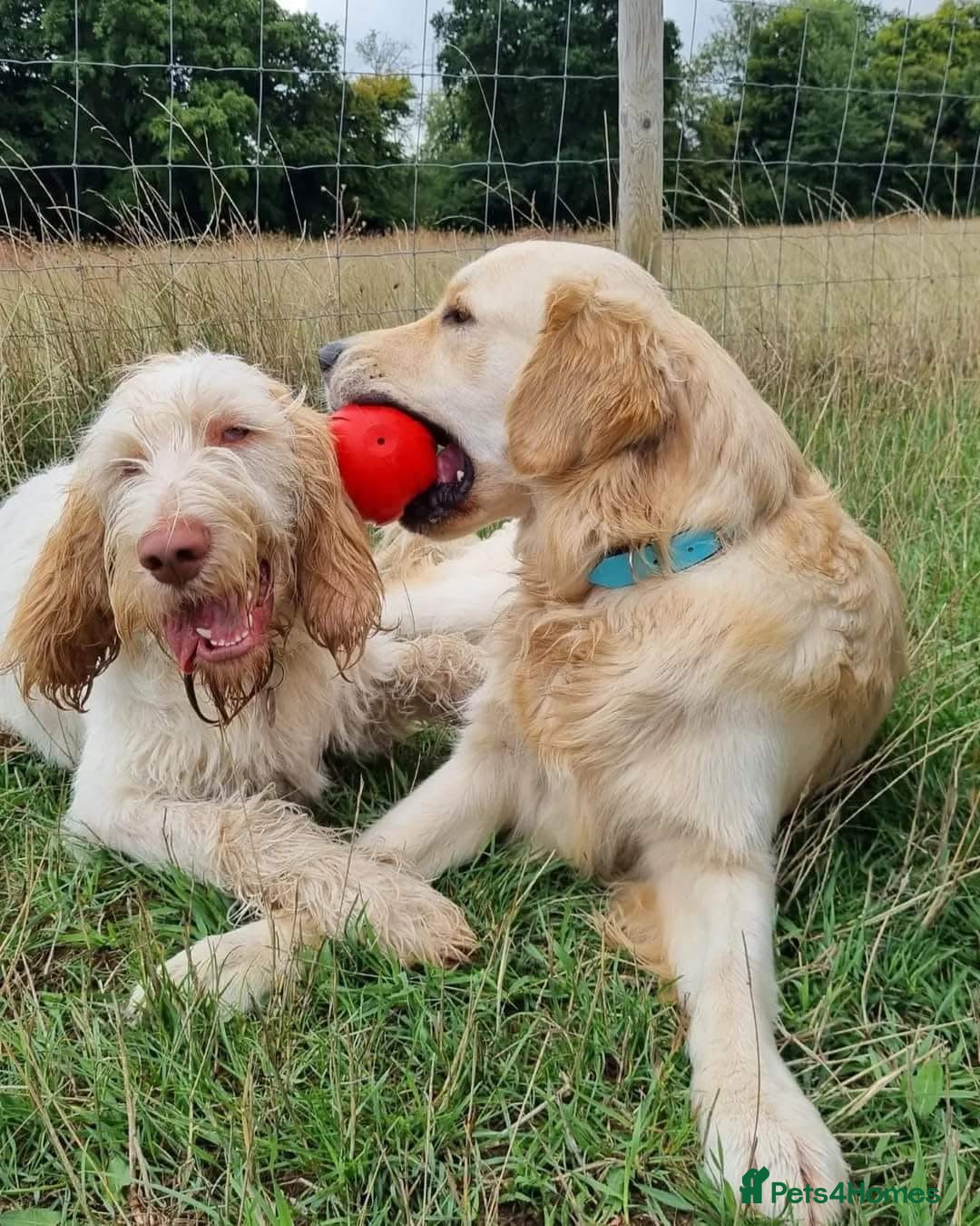 Italian Spinone dogs for sale: ITALIAN SPINONE WAITING LIST OPEN -DUE OCT - Image 14