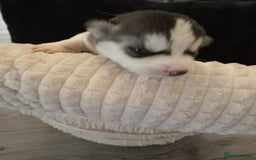 Siberian Husky dogs for sale: Siberian Husky puppies  - Image 8