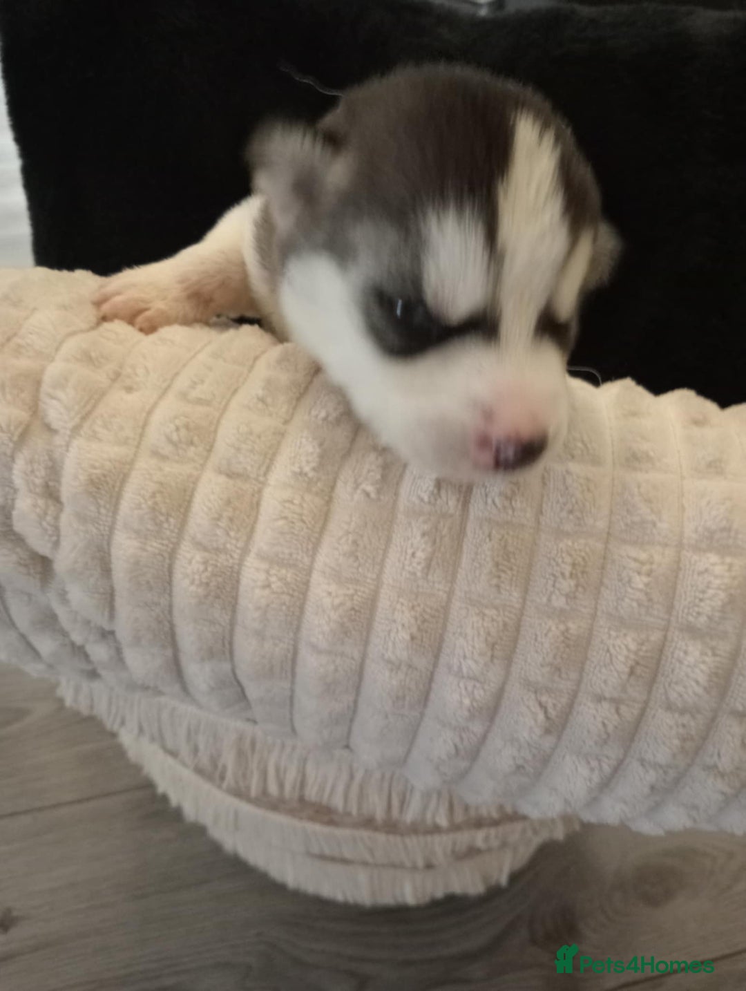Siberian Husky dogs for sale: Siberian Husky puppies  - Image 8