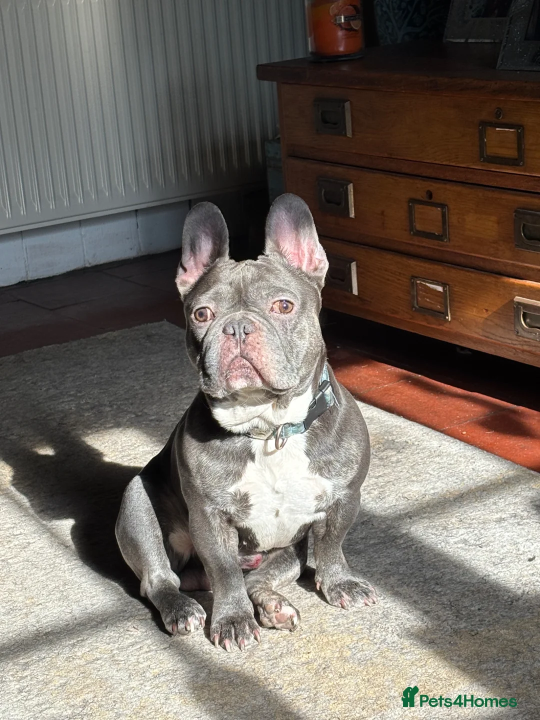 French Bulldog dogs for stud: Beautiful Boy For Stud  - Advert 2