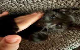 British Shorthair cats for sale: two girl kittens  - Image 3