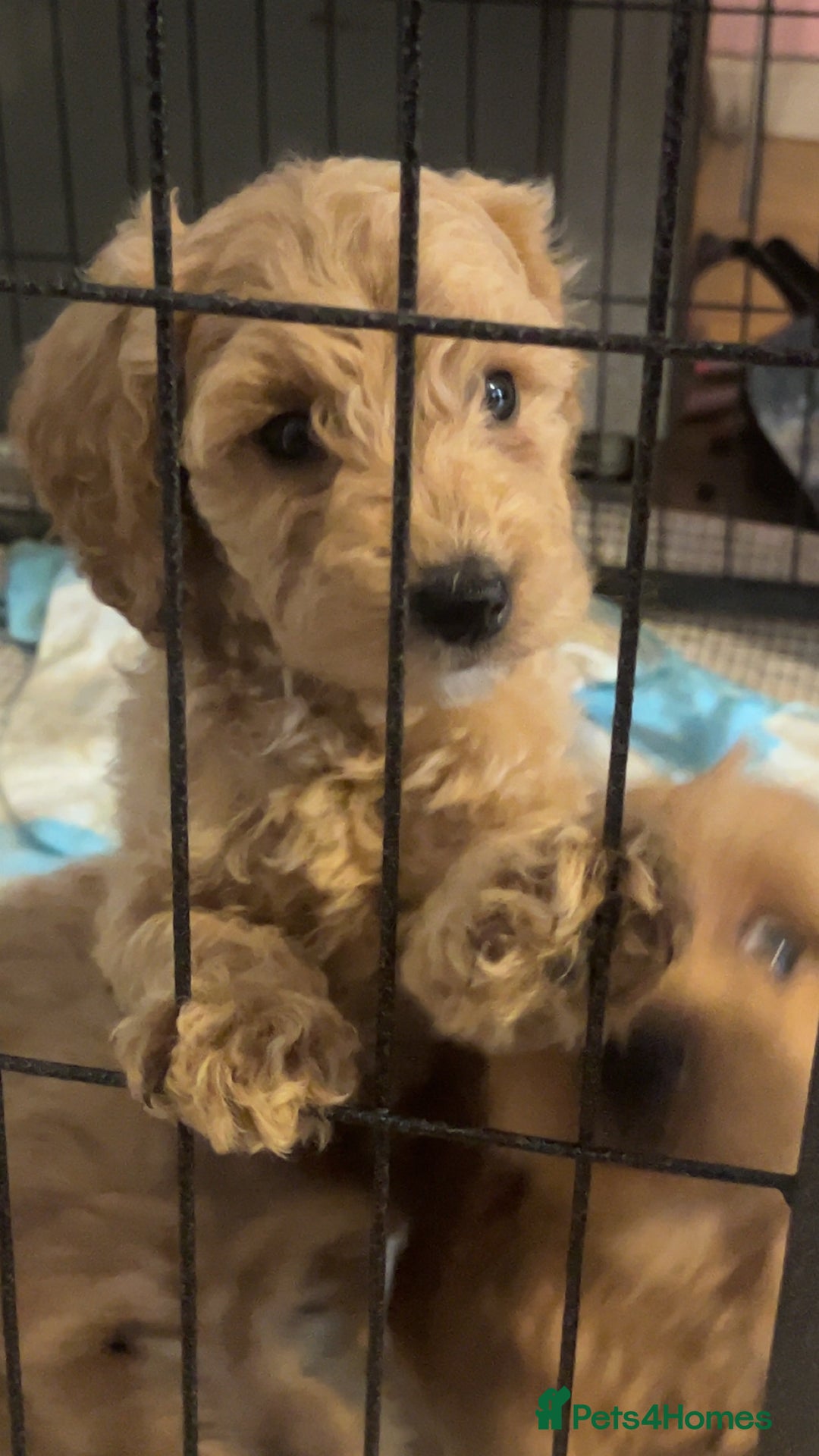 Cockapoo dogs for sale: 3 gorgeous cockapoo puppies  - Image 7