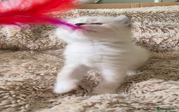 Ragdoll cats for sale: 4 Precious tica Ragdoll girls - Image 25