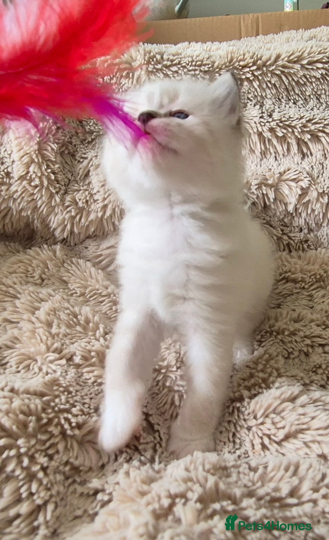 Ragdoll cats for sale: 4 Precious tica Ragdoll girls - Image 25