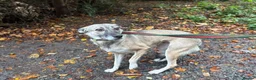 Mixed Breed dogs for adoption: Inka - Dereham Norfolk in Dereham - Advert 20