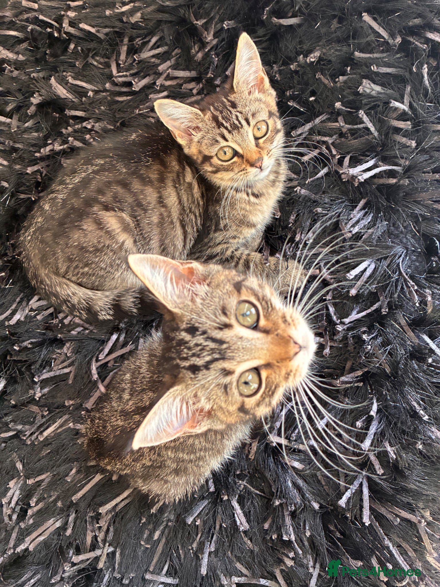 Mixed Breed cats Kittens for sale - Advert 11