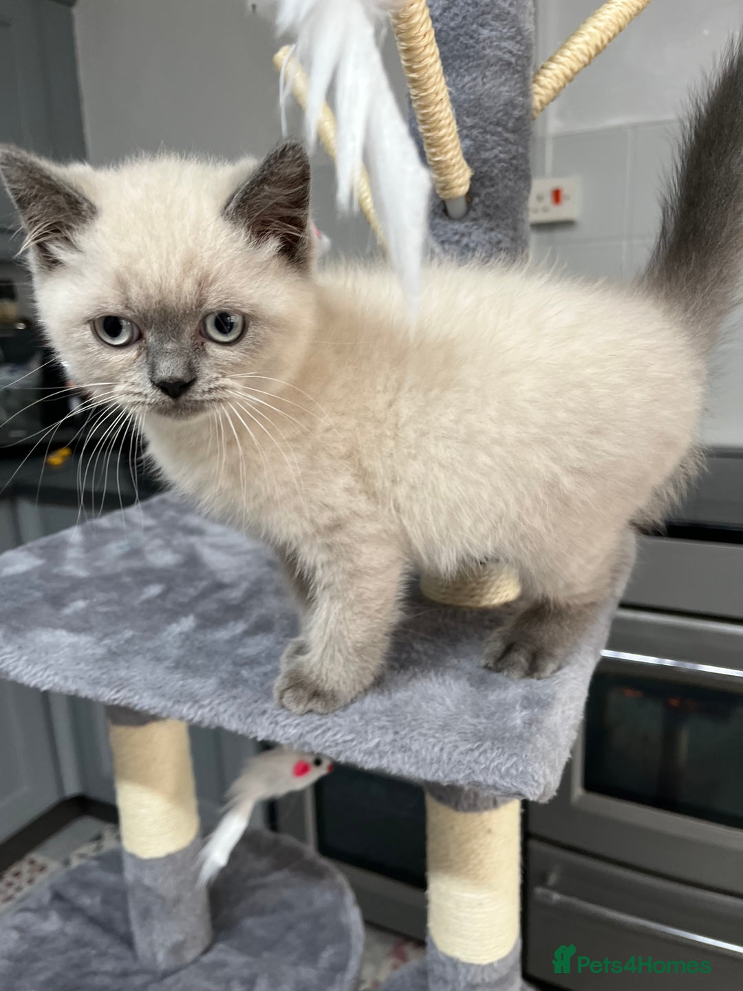 British Shorthair cats for sale: Stunning pure British shorthaired kittens - Image 18
