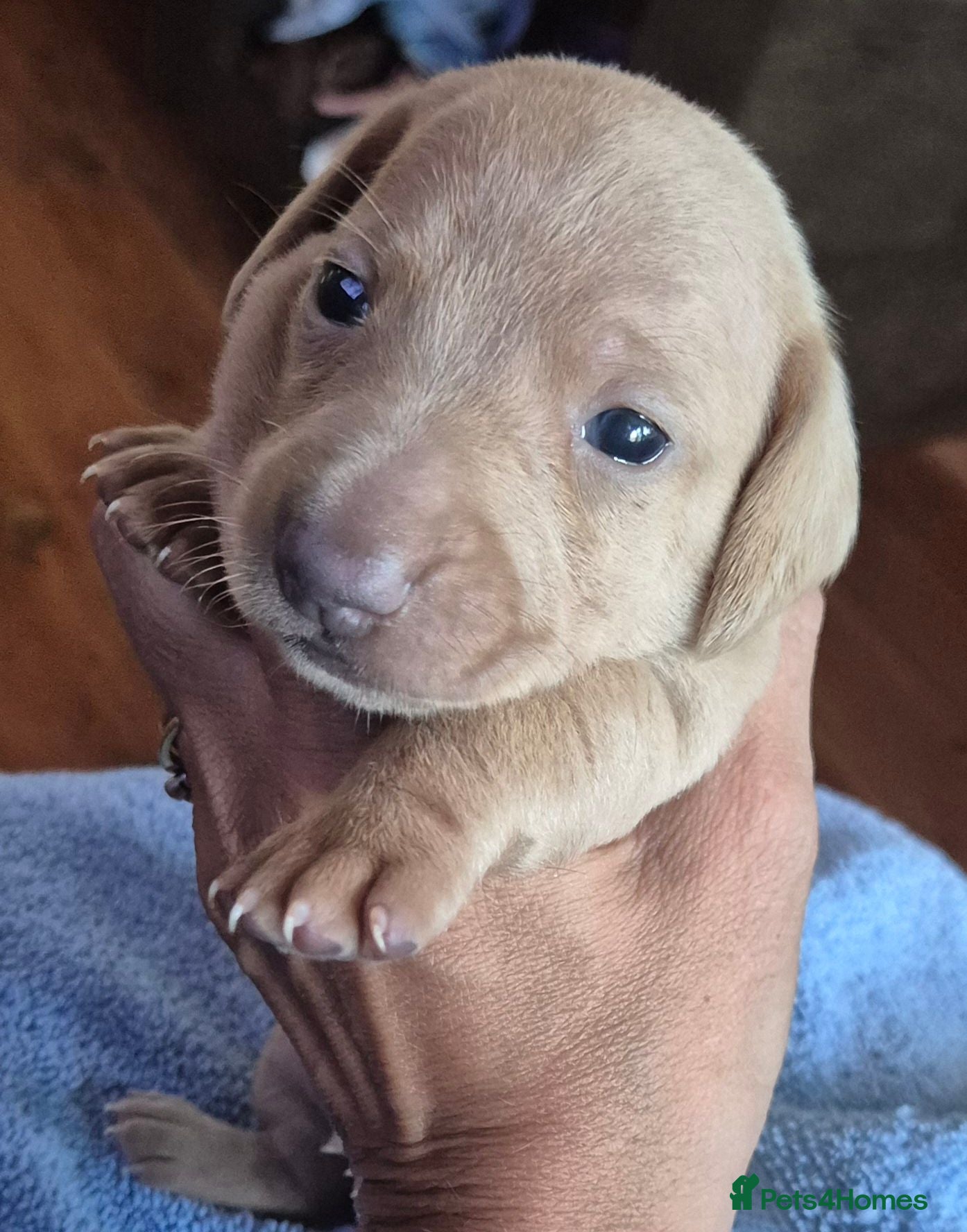 Miniature Dachshund dogs Miniature Dachshunds unusual colour ready 2nd Sept - Advert 6