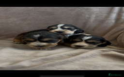 Cocker Spaniel dogs for sale: Tri coloured, strong, Cocker Spaniel Puppies  - Image 3