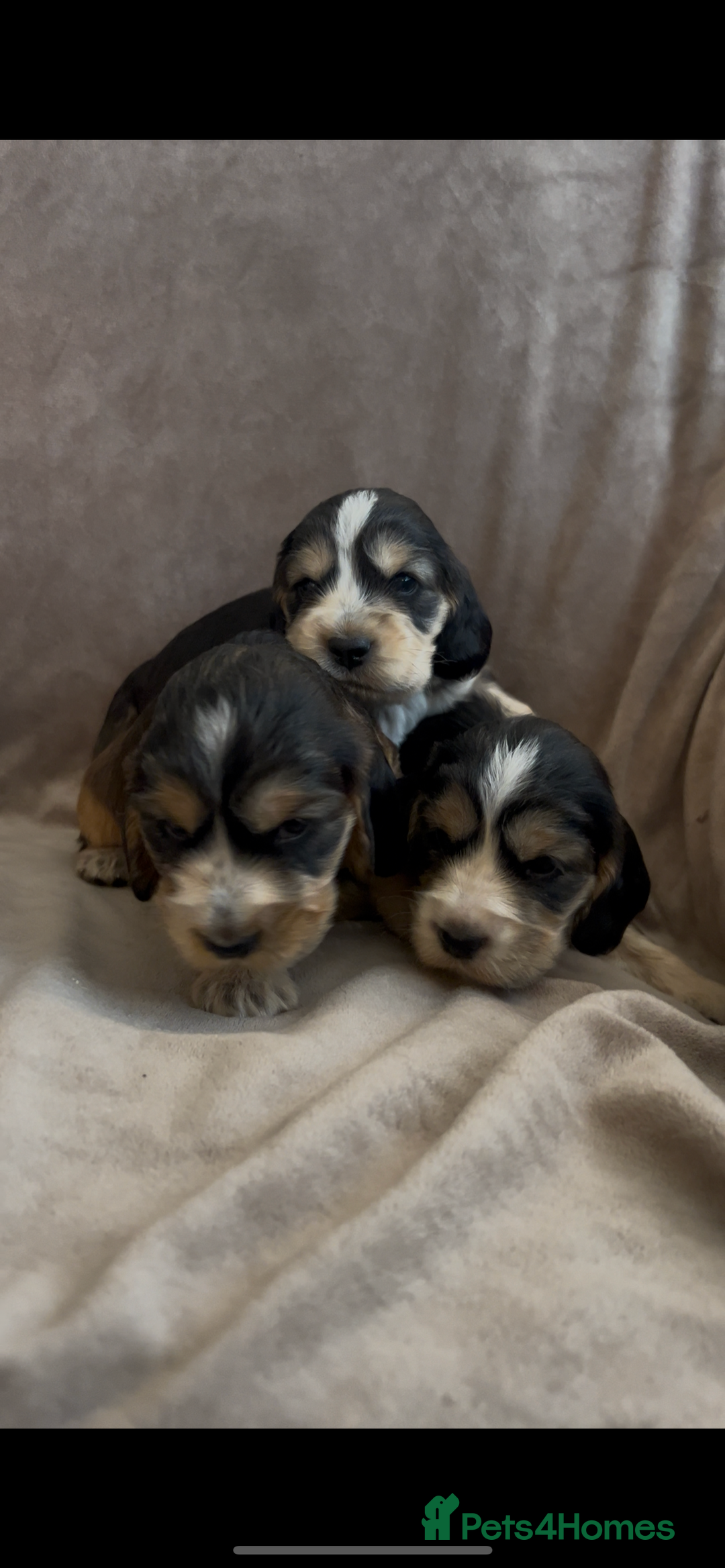 Cocker Spaniel dogs for sale: Tri coloured, strong, Cocker Spaniel Puppies  - Image 3
