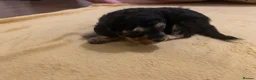 Toy Poodle dogs for sale: Beautiful litter of toy poodles  - Advert 18