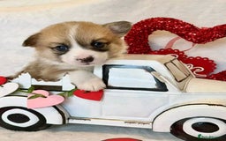Welsh Corgi Pembroke dogs for sale: cute corgi puppy ready to meet new family  - Image 3