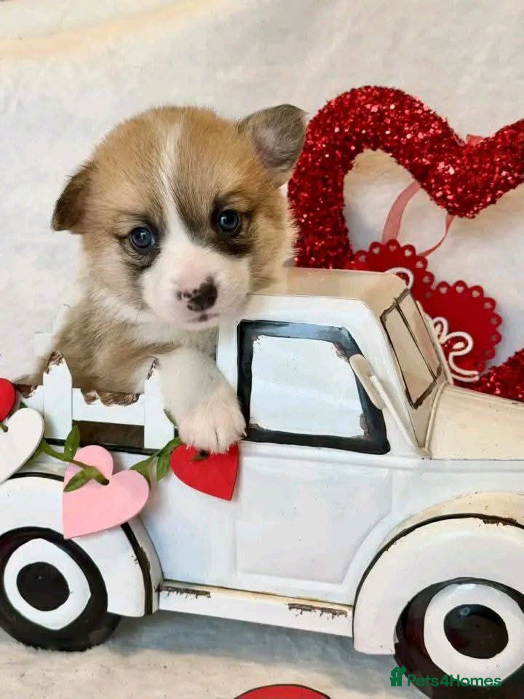 Welsh Corgi Pembroke dogs for sale: cute corgi puppy ready to meet new family  - Image 3