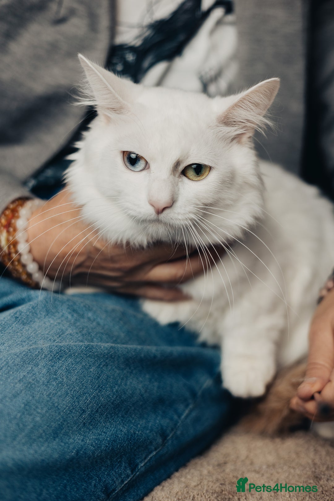 Munchkin cats for stud: Pedigree Munchkin for stud duties  in Ивсхам - Image 3