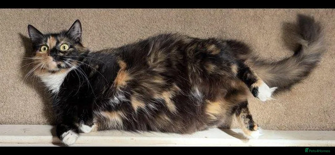 Domestic Shorthair cats for sale: 2 female tortoiseshell cats  in Blandford Forum - Advert 2
