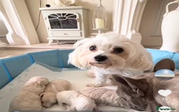 Poochon dogs for sale: F1 poochon puppies   - Image 9