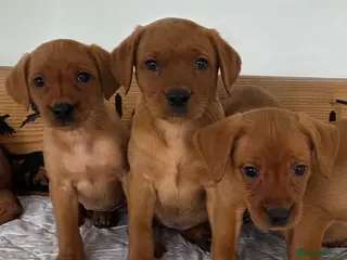 Labrador Retriever dogs Propa Fox Red lab Pups available - Advert 1