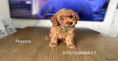Cockapoo dogs - Advert 5