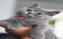 British Shorthair cats for sale: ✨️Outstanding GCCF Grand Chmp Line BSH ❤️ - Image 39