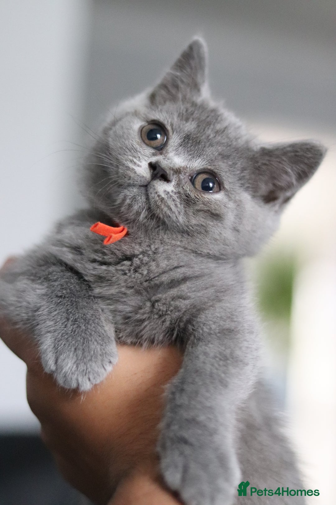 British Shorthair cats for sale: ✨️Outstanding GCCF Grand Chmp Line BSH ❤️ - Image 39