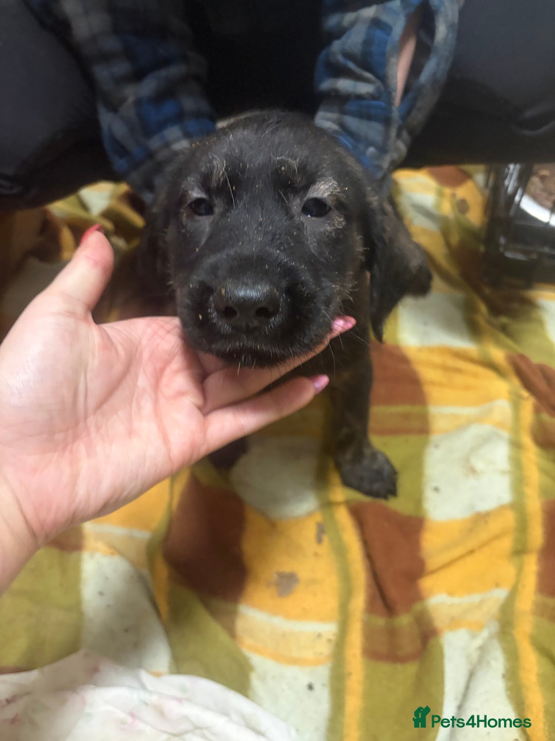 Mixed Breed dogs for sale: Shepsky x Labrador  - Advert 11