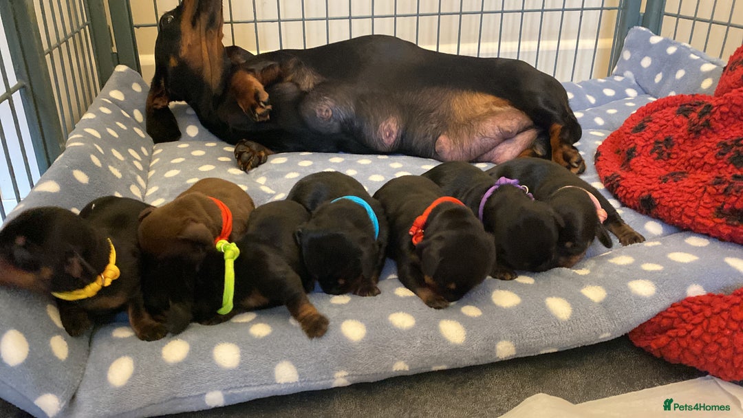 Miniature Dachshund dogs for sale: YOUR FOREVER COMPANION AWAITS  - Image 4