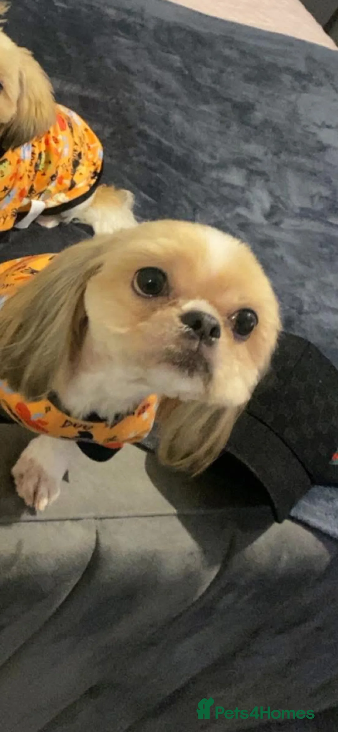 Shih Tzu dogs for sale: Shih Tzu pups  - Advert 10