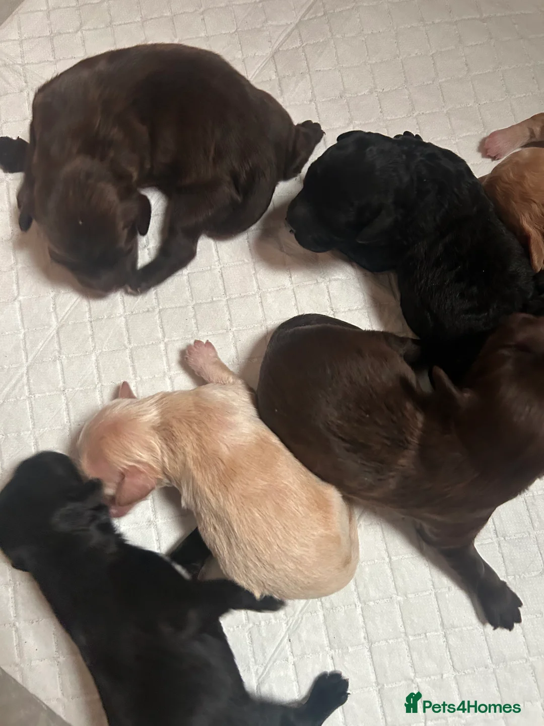 Cockapoo dogs for sale: Cockerpoo puppies  - Advert 12