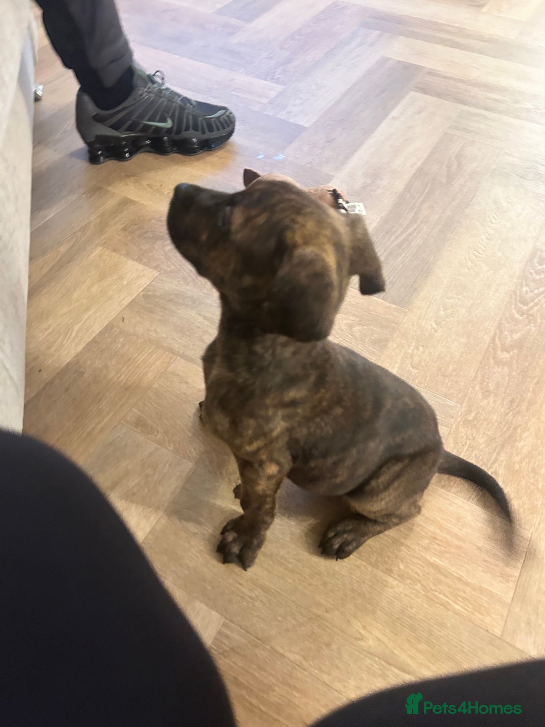 Mixed Breed dogs for sale: Doberman x cane corso  - Advert 18