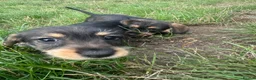 Dachshund dogs for sale: KC registered Wirehaired/teckel  - Advert 3