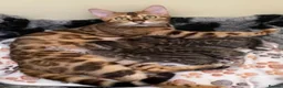 Bengal cats for sale: Stunning Bengal Kitten Seeking His Forever Home 🩵 - Advert 6