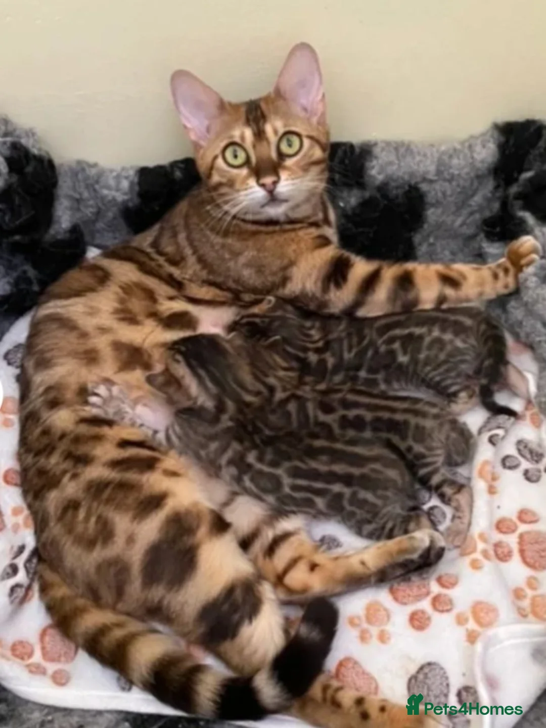 Bengal cats for sale: Stunning Bengal Kitten Seeking His Forever Home 🩵 - Advert 6