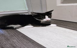 Mixed Breed cats for sale: 5 lovely kittens available  - Image 15