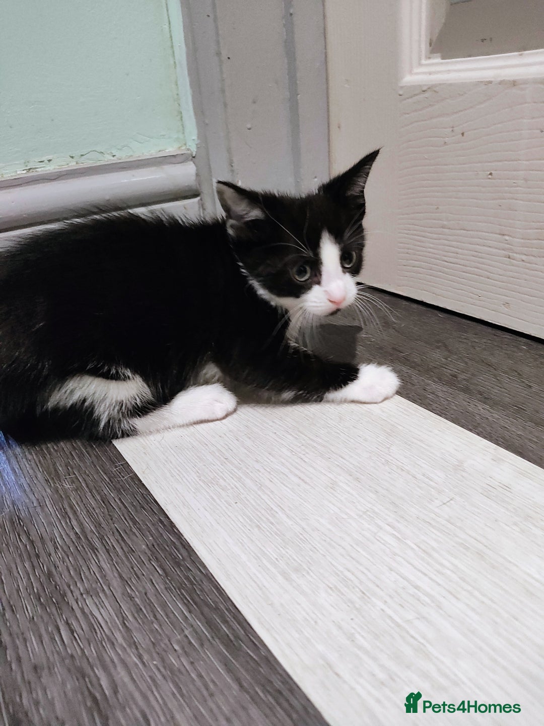 Mixed Breed cats for sale: 5 lovely kittens available  - Image 15