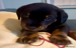 Mixed Breed dogs for sale: French bulldog x daschund - Image 6