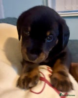 Mixed Breed dogs French bulldog x daschund - Advert 3