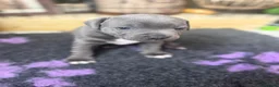 Staffordshire Bull Terrier dogs for sale: KC Registered Blue Staffordshire Bull terrier Pups - Advert 2